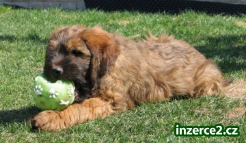 Briard_2 293287_2.jpg