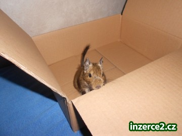 osmák degu_1 293716_1.jpg