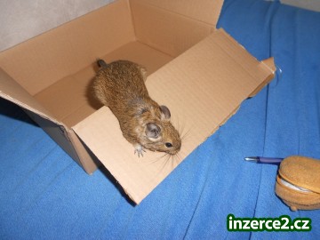osmák degu_2 293716_2.jpg
