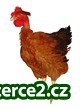 KALIMERO SELSKÉ KUŘE_2 294087_2.jpg