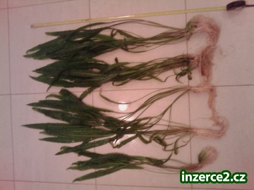 Cryptocoryne aponogetifolia_1 294120_1.jpg