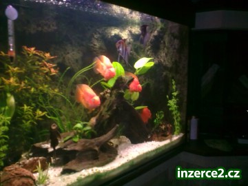 prodám akvarium_1 294124_1.jpg