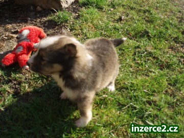 Prodám štěňata SHELTIE s PP_2 294365_2.jpg