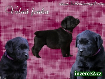 Černá fenka Labradora s PP_1 294749_1.jpg