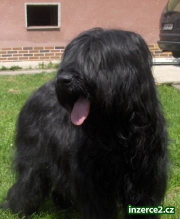 Briard - štěňata s PP_1 294968_1.jpg