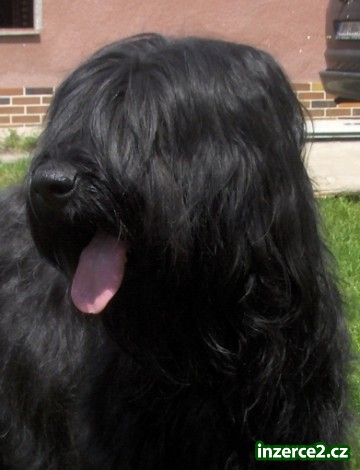 Briard - štěňata s PP_2 294968_2.jpg
