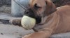 Boerboel 295316_t.jpg