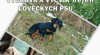 DVD Výchova a výcvik nejen loveckých psů 1.díl 296280_t.jpg