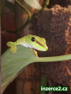 Felzuma madagaskarská grandis_1 296708_1.jpg
