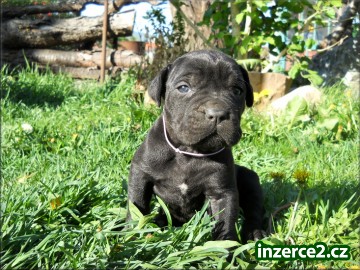 Bandog s PP_1 296774_1.jpg
