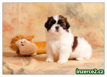 SHIH TZU štěňátka_1 297907_1.jpg