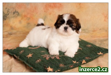SHIH TZU štěňátka_2 297907_2.jpg