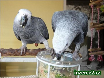Africké šedé papoušci k dispozici_1 298006_1.jpg