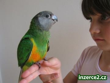 Papoušek senegalský a Žako_1 298203_1.jpg