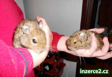 osmák degu_1 298274_1.jpg