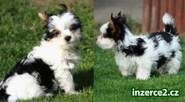 BIEWER YORKSHIRE TERRIER_1 298277_1.jpg