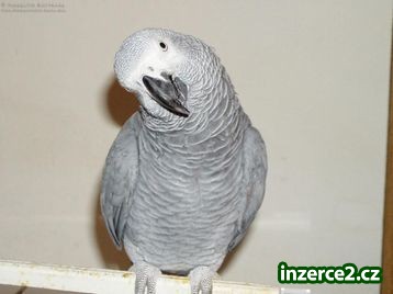 Koupit levné papoušek africký šedý pro přijetí_2 298728_2.jpg