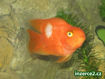 cichlida papouščí_1 299374_1.jpg