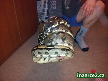 Boa constrictor_2 299599_2.jpg