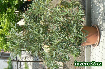 299639_1.jpg