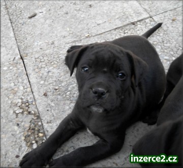 Bandog s PP_1 300058_1.jpg