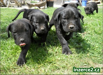 Bandog s PP_2 300058_2.jpg
