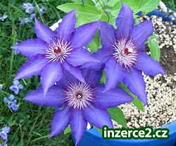 Přivýdělky_1 300971_1.jpg