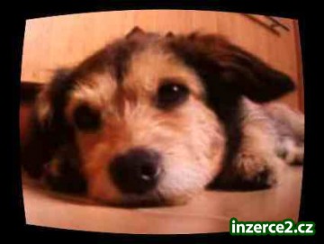 nabízím krytí_1 30105_1.jpg