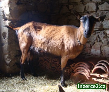 Koza hnědá krátkosrstá bezrohá na prodej_1 301249_1.jpg