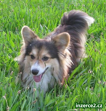 welsh corgi pembroke_1 302359_1.jpg