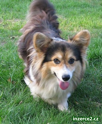 welsh corgi pembroke_2 302359_2.jpg
