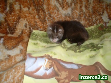 freťátka_1 302404_1.jpg