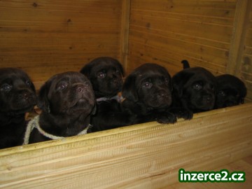 čokoládové štěně labradora s PP_1 302796_1.jpg
