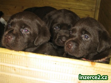 čokoládové štěně labradora s PP_2 302796_2.jpg