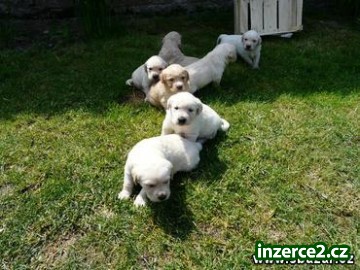 ŠTĚNÁTKA LABRADORSKÉHO RETRÍVRA_1 303333_1.jpg