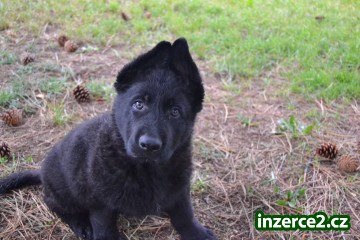 něměcký ovčák_1 303617_1.jpg