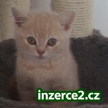 Britský krémový kocourek bez pp_1 304114_1.jpg