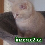 Britský krémový kocourek bez pp_2 304114_2.jpg