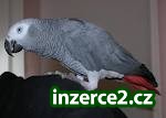 papoušek pro přijetí._2 304518_2.jpg