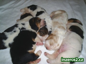 Basset hound s pp_1 30464_1.jpg