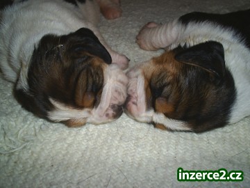 Basset hound s pp_2 30464_2.jpg