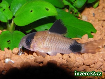 Krásné akvarijní rybičky_2 305707_2.jpg