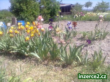 Iris kosatce_1 306547_1.jpg