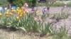 Iris kosatce 306547_t.jpg
