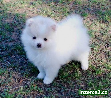 Krasna Pomeranian štěňata na prodej_1 307213_1.jpg