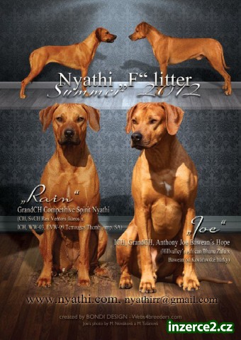 Štěňátka Rhodéského ridgebacka_1 307563_1.jpg