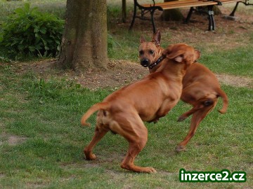 Štěňátka Rhodéského ridgebacka_2 307563_2.jpg