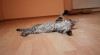 Prodám Savannah kříženou Maine Coon 308219_t.jpg
