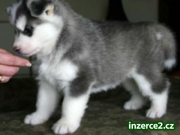 modré oči sibiřský husky štěňata pro přijetí_1 308660_1.jpg