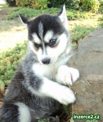 modré oči sibiřský husky štěňata pro přijetí_2 308660_2.jpg